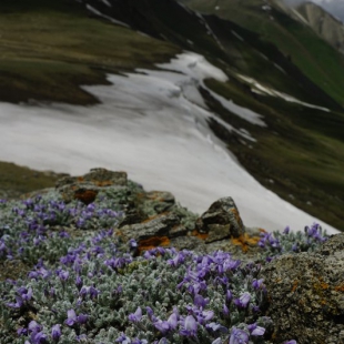 Oxytropis chionobia